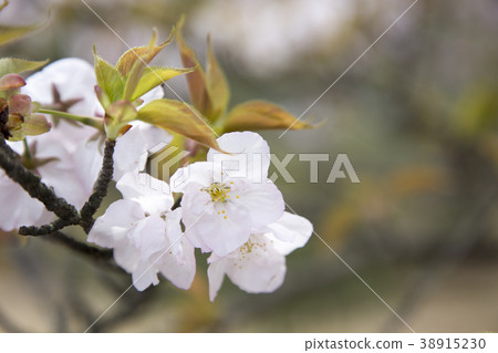 Ninna-ji Temple（Ariake Omuro）的櫻花 38915230