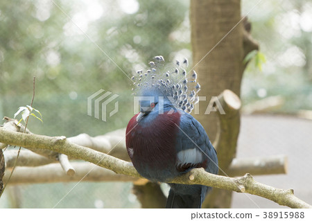 Omuta City Zoo Ogi Dove, 38915988