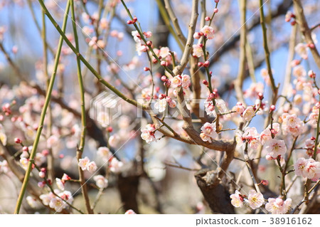 淡粉色梅花 38916162