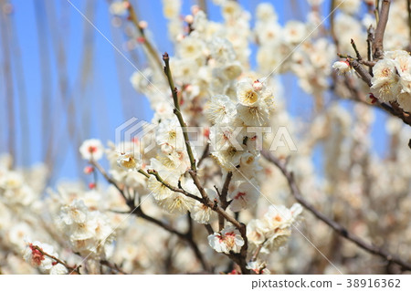 白花花 白花花 38916362