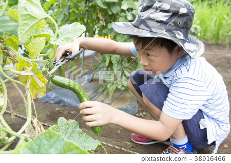 小學生系列蔬菜收穫 小學生系列蔬菜收穫 38916466
