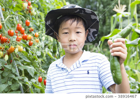 小學生系列蔬菜收穫 38916467