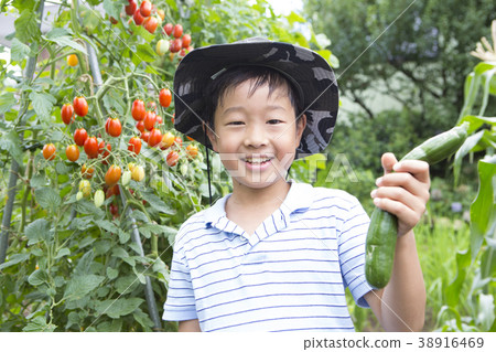 Primary schoolchild series vegetables harvest Primary schoolchild series vegetables harvest 38916469