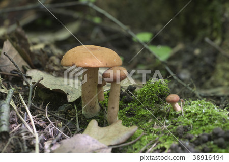 Rufus milkcap 38916494