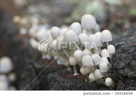Mushrooms (Coprinus disseminatus) on a stump 38916694