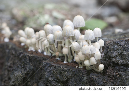 Mushrooms (Coprinus disseminatus) on a stump Mushrooms (Coprinus disseminatus) on a stump 38916695