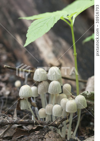 Mushrooms (Coprinus disseminatus) on a stump 38916703
