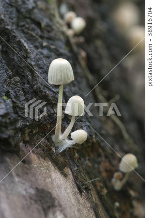 Mushrooms (Coprinus disseminatus) on a stump Mushrooms (Coprinus disseminatus) on a stump 38916704