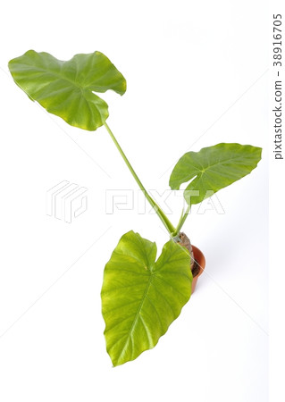 室內植物誇祖莫 室內植物誇祖莫 38916705