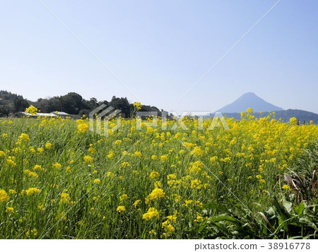 Rape field and Kaimondake (Kagoshima) 38916778