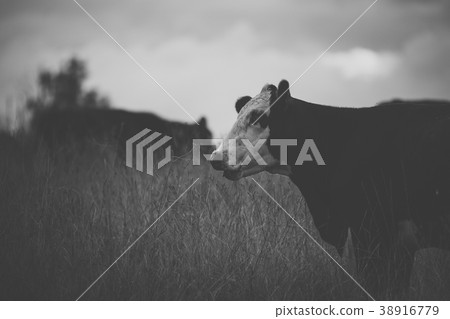 Australian cows 38916779