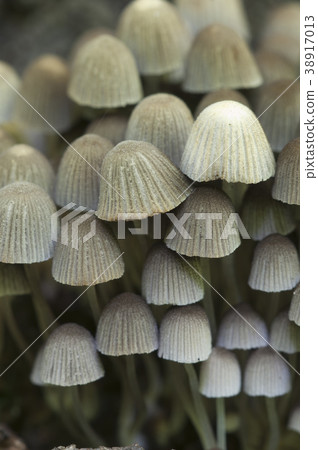 Mushrooms (Coprinus disseminatus) on a stump Mushrooms (Coprinus disseminatus) on a stump 38917013