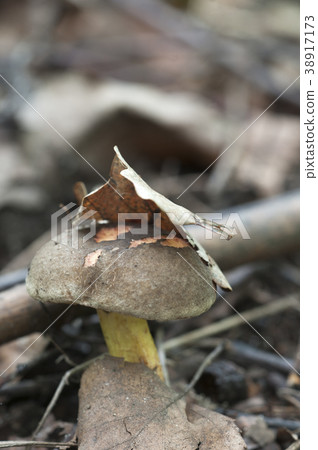 Red cracking bolete Red cracking bolete 38917173