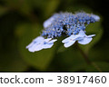 hydrangea   38917460
