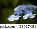 hydrangea   38917461