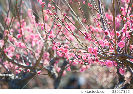 粉紅色的梅花 38917535