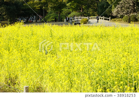 一個人去油菜田。 一個人去油菜田。 38918253