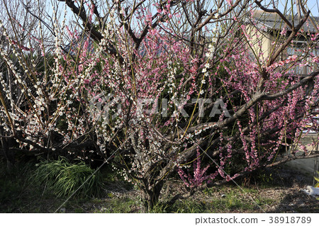 Red and white plum Red and white plum 38918789