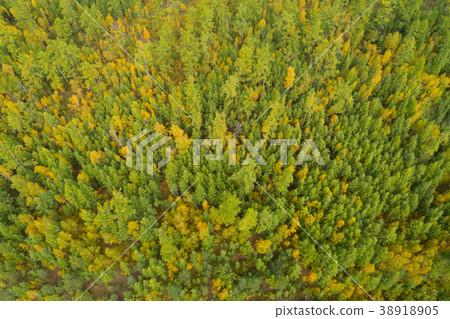 aerial shot of colorful autumn forest landscape 38918905