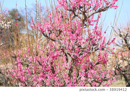 粉紅色的梅花 38919412