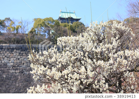 白花花 白花花 38919413