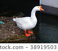Wild Goose (Lake Biwa / Shiga Prefecture) 38919503