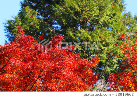 the Kyoto travel destination during Autumn season. the Kyoto travel destination during Autumn season. 38919668