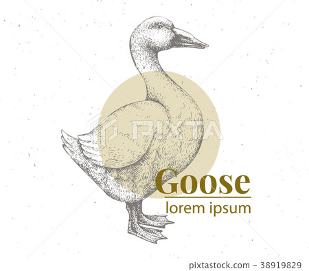 Vector hand drawn goose illustration. Retro 38919829