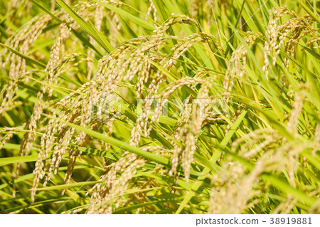 Autumn rice (September) 38919881