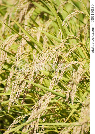 Autumn rice (September) 38919889