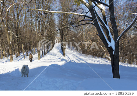 Alley of city park in the snow against a blue sky Alley of city park in the snow against a blue sky 38920189