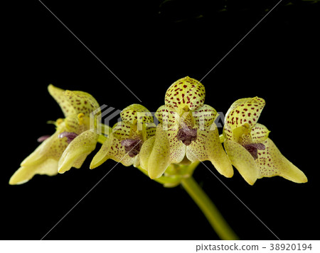 古老蘭花Bulbophyllum guttulatum的圖片 古老蘭花Bulbophyllum guttulatum的圖片 38920194
