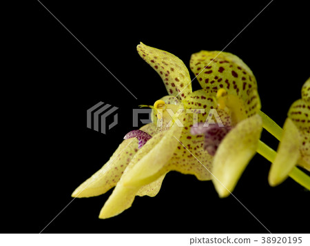 古老蘭花Bulbophyllum guttulatum的圖片 古老蘭花Bulbophyllum guttulatum的圖片 38920195
