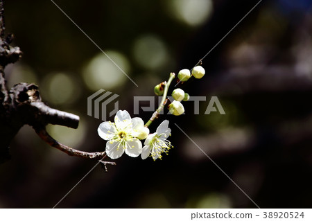 梅花,月桂,小金井公園 梅花,月桂,小金井公園 38920524