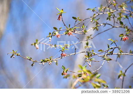 Ugisu Kagura (Yoga Kagura) Ugisu Kagura (Yoga Kagura) 38921206