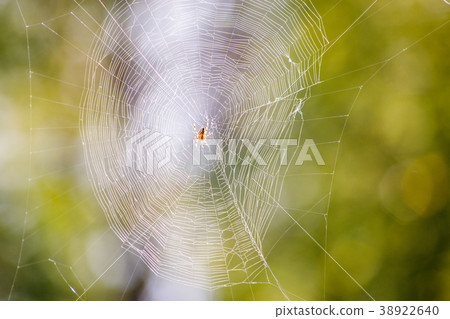 Photo of spider on spider web 38922640