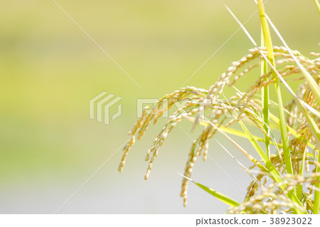Autumn rice (September) Autumn rice (September) 38923022