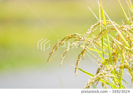 Autumn rice (September) Autumn rice (September) 38923024