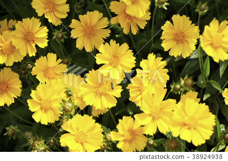 Okin Keiki之花 Okin Keiki之花 38924938