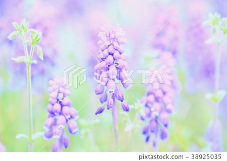 Muscari Purple grape hyacinth flower in spring field 2 38925035