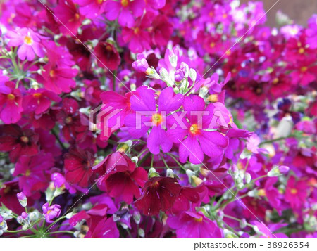 報春花melakoides 報春花melakoides 38926354