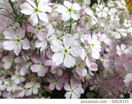 報春花melakoides 報春花melakoides 38926355