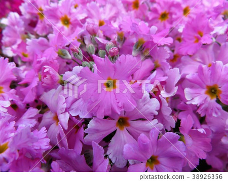 報春花melakoides 報春花melakoides 38926356