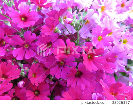 報春花melakoides 報春花melakoides 38926357