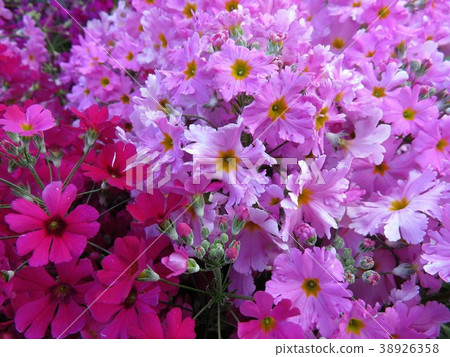 報春花melakoides 報春花melakoides 38926358