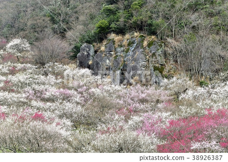 湯河原巴林 38926387