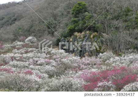 Yugawara Bairin 38926437