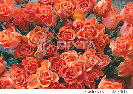 Orange roses as background. Spring pattern. Orange roses as background. Spring pattern. 38926451