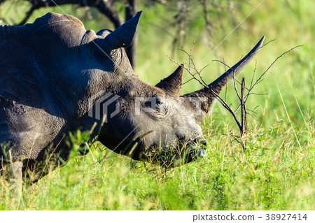 Rhino Wildlife Closeup 38927414