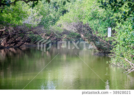 四草綠色隧道 台灣台南知名景點  台灣小亞馬遜 河道 38928021